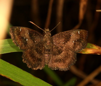 Mazans Scallopwing ♀