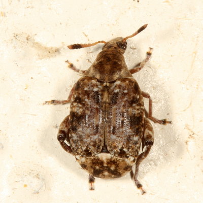 Euparius marmoreus