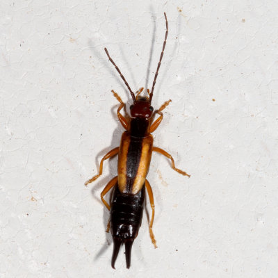 Lined Earwig * Doru taeniatum