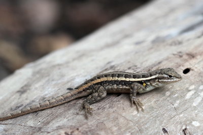 Rosebelly Lizard