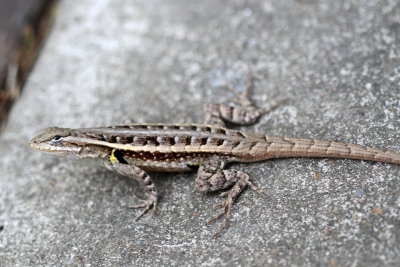 Rosebelly Lizard