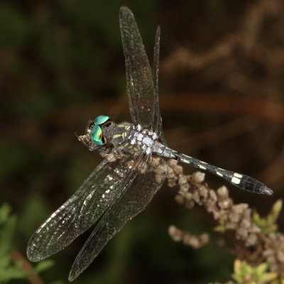 Thornbush Dasher ♂