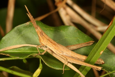 Achurum minimipenne  : Tamaulipan Toothpick Grasshopper  ♂