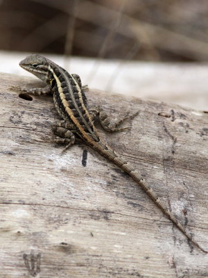 Rosebelly Lizard