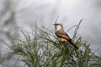 Scissor-tailed Flycatcher 