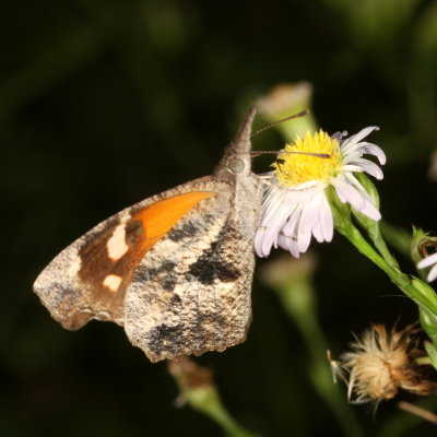 American Snout