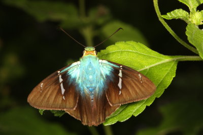 Two-barred Flasher