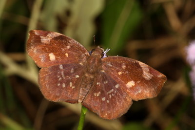 Sickle-winged Skipper ♂