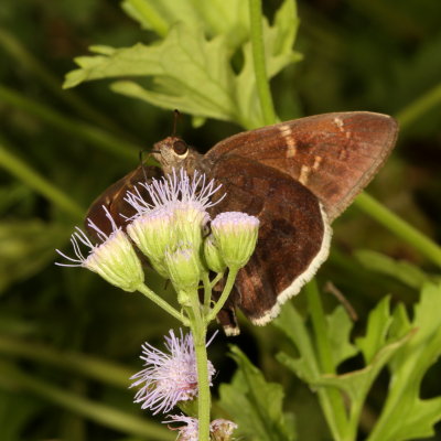 Coyote Cloudywing