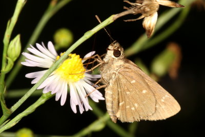Celias Roadside-Skipper