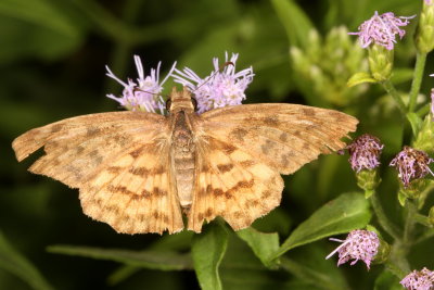 Brown-banded Skipper