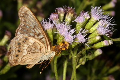 Tawny Emperor nailed by Jagged Ambush Bug