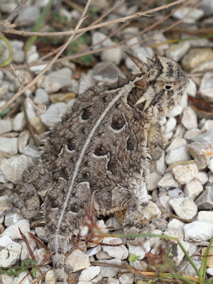 Texas Horned Lizard