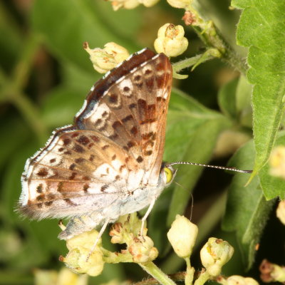 Blue Metalmark