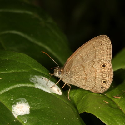 South Texas Satyr