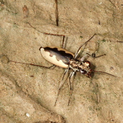 Eunota togata togata