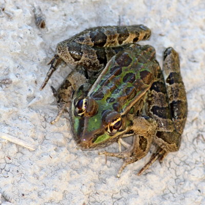 Rio Grande Leopard Frog