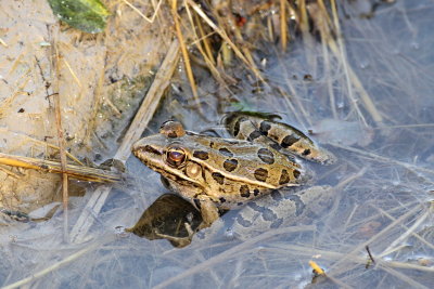 Southern Leopard Frog