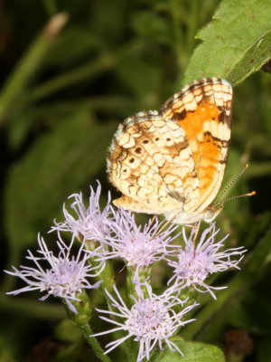 Pearl Crescent