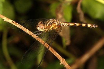 Thornbush Dasher ♀