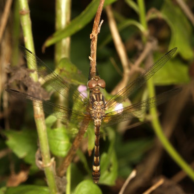 Thornbush Dasher ♀