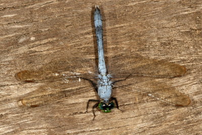 Common Pondhawk ♂