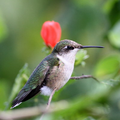 Ruby-throated Hummingbird ♀