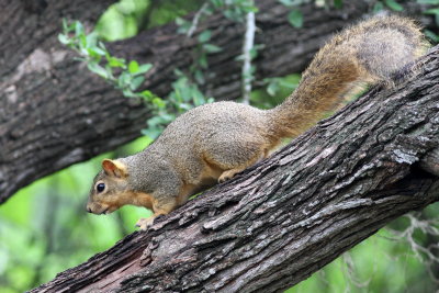 Eastern Fox Squirrel