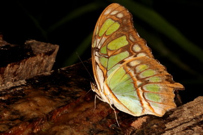 Malachite