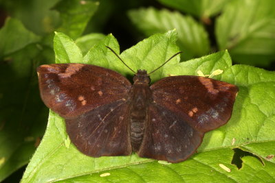 Sickle-winged Skipper ♂