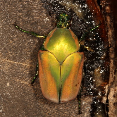 Cotinis mutabilis * Figeater Beetle