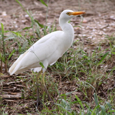 Cattle Egret