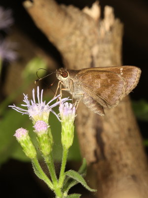 Fawn-spotted  Skipper