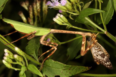 Texas Unicorn Mantis & White Peacock