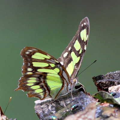 Malachite