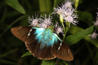 Two-barred Flasher