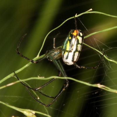 Leucauge venusta * Orchard Orbweaver