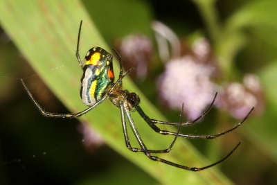 Leucauge venusta * Orchard Orbweaver