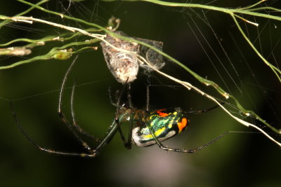 Leucauge venusta * Orchard Orbweaver