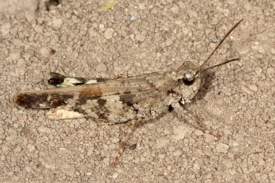 Encoptolophus subgracilis