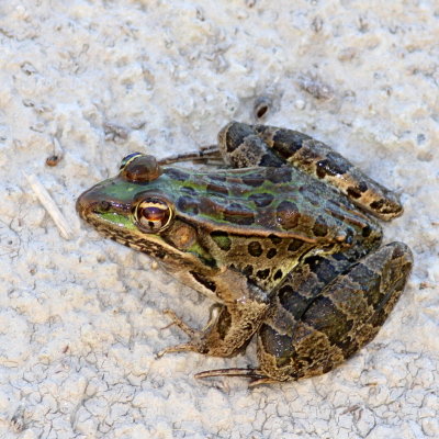 Rio Grande Leopard Frog
