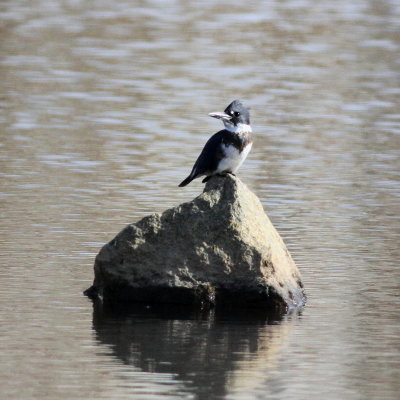 Belted Kingfisher ♂