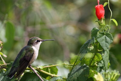 Ruby-throated Hummingbird ♀