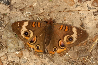 Common Buckeye