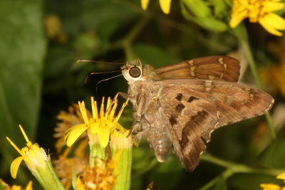 Long-tailed Skipper