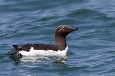 Common Murre - (Bridled form)
