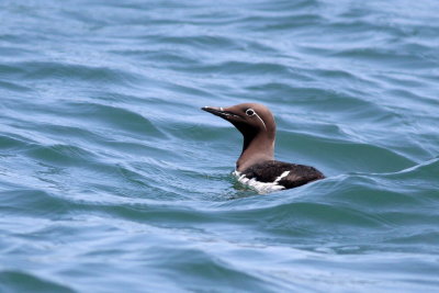 Common Murre - (Bridled form) 