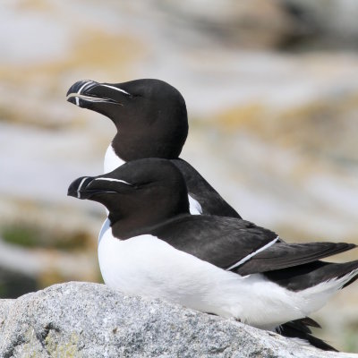 Razorbill