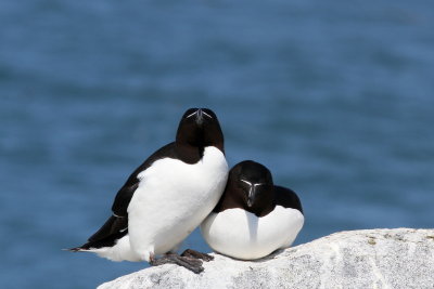 Razorbill