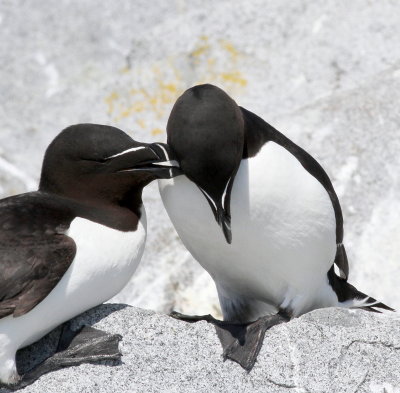 Razorbill